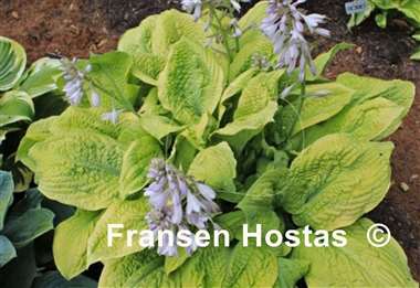 Hosta Telegraham